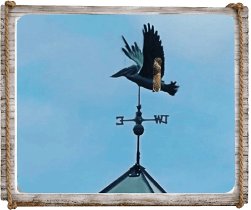 A bird perched on a weather vane against a clear blue sky.